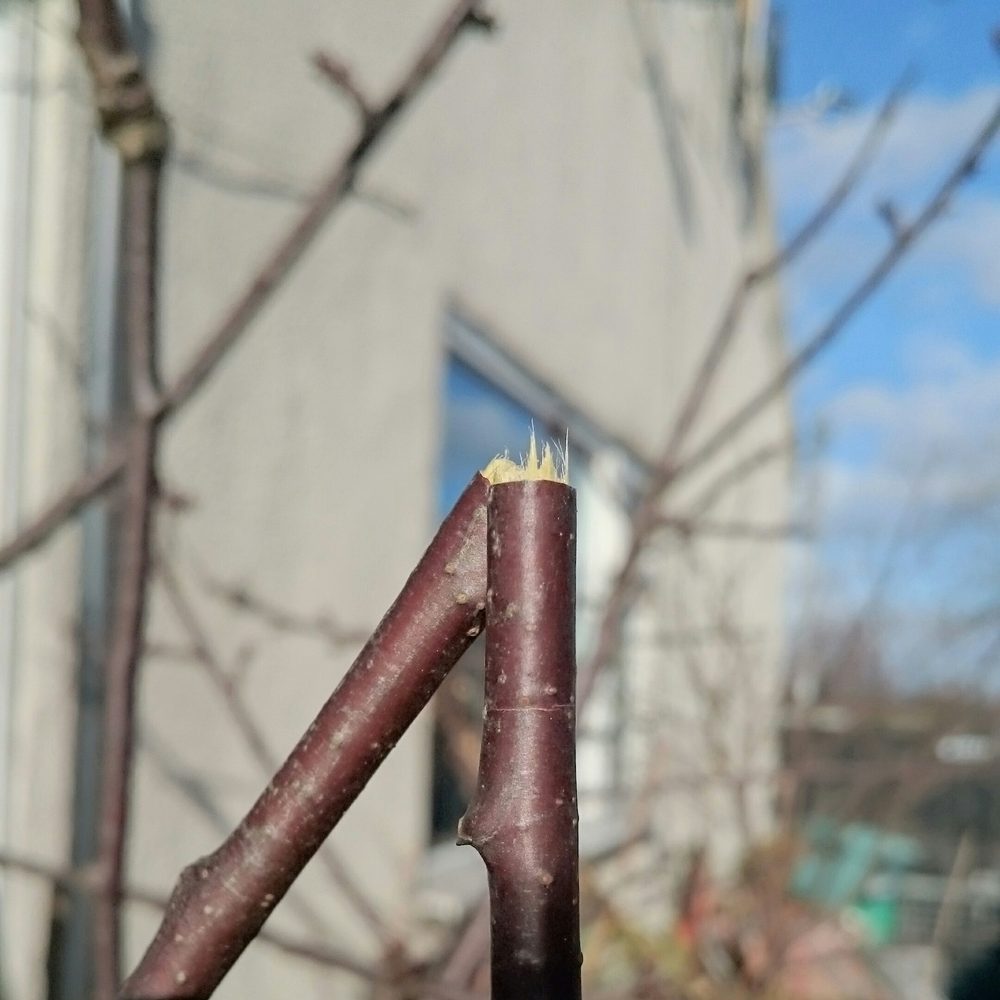 Macchie di umidità e intonaco danneggiato causati da una vecchia canna fumaria inutilizzata.